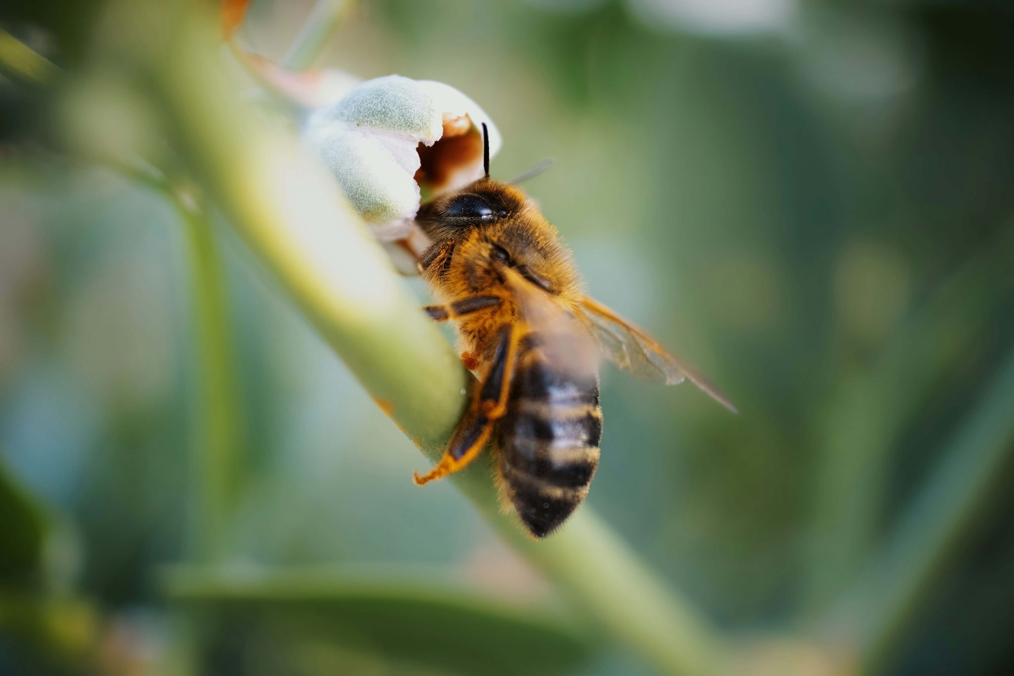 Bienenprojekt Förderverein Bunter Rabe Kindergarten Elsässer Platz Mandy Sengeboden Wiesbaden
